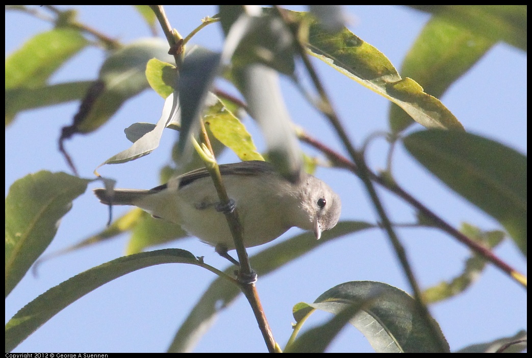 0830-083331-02.jpg - Warbling Vireo