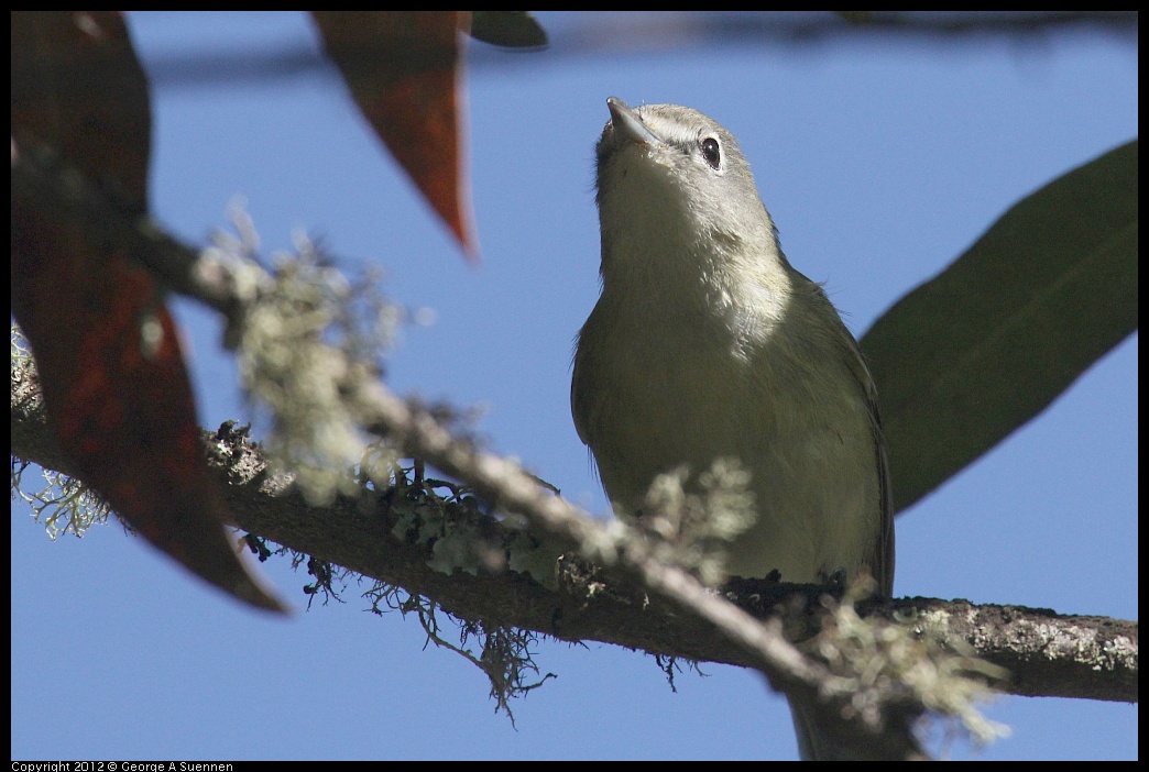 0830-083456-03.jpg - Warbling Vireo