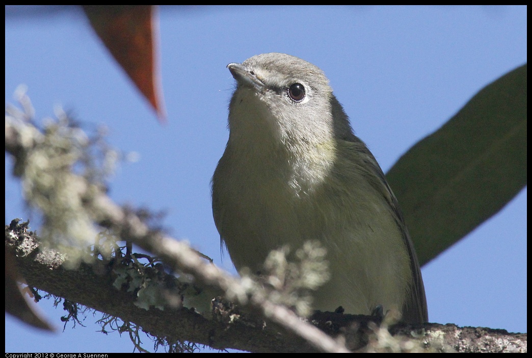 0830-083457-01.jpg - Warbling Vireo