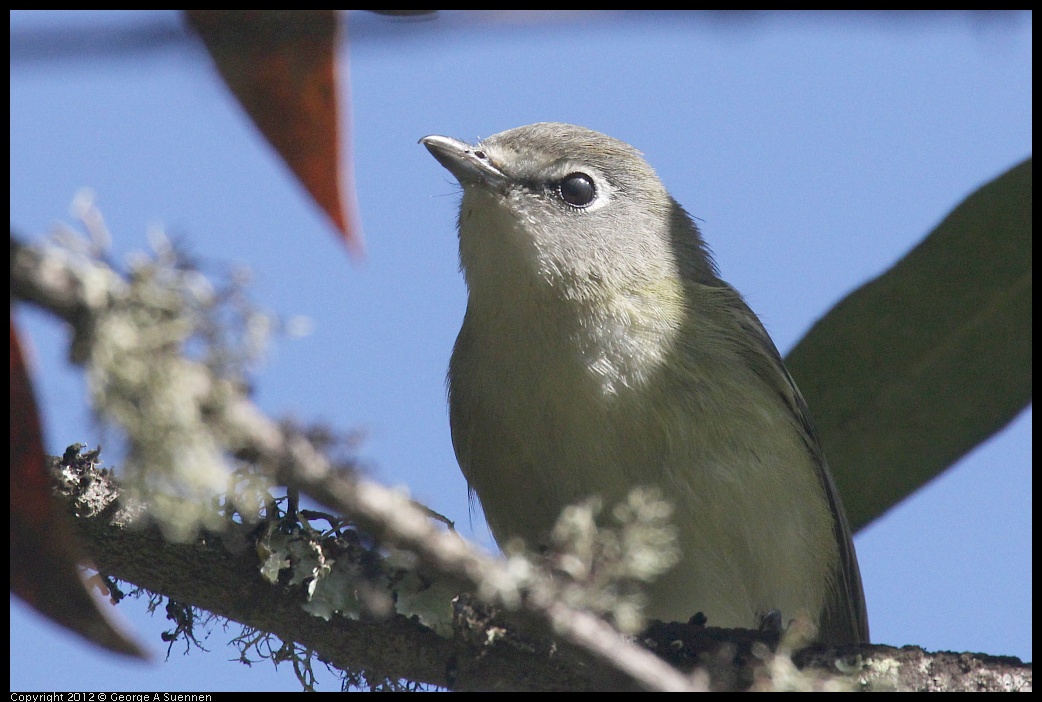 0830-083457-03.jpg - Warbling Vireo