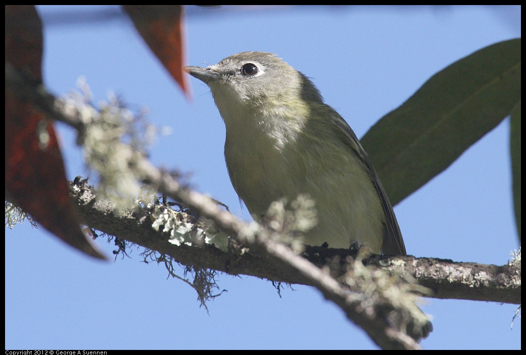 0830-083458-01.jpg - Warbling Vireo