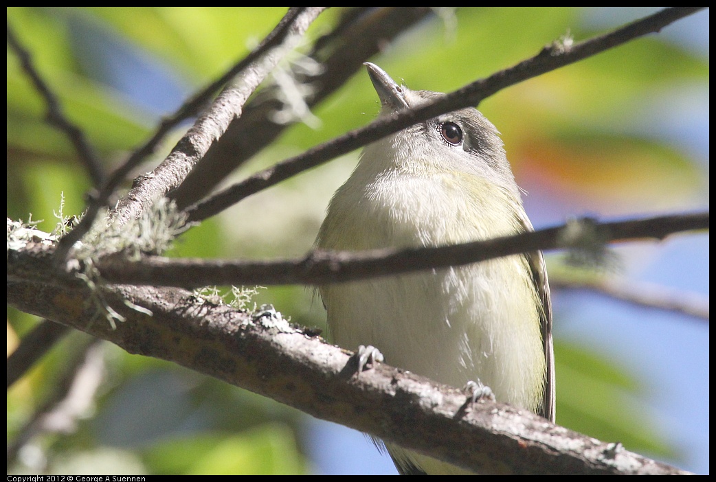 0830-083502-03.jpg - Warbling Vireo