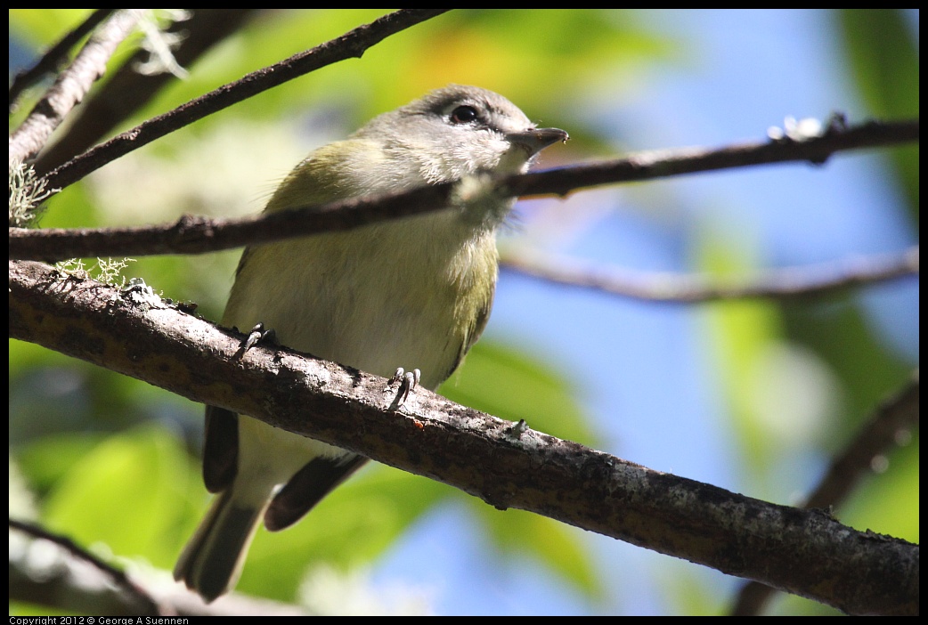 0830-083506-03.jpg - Warbling Vireo