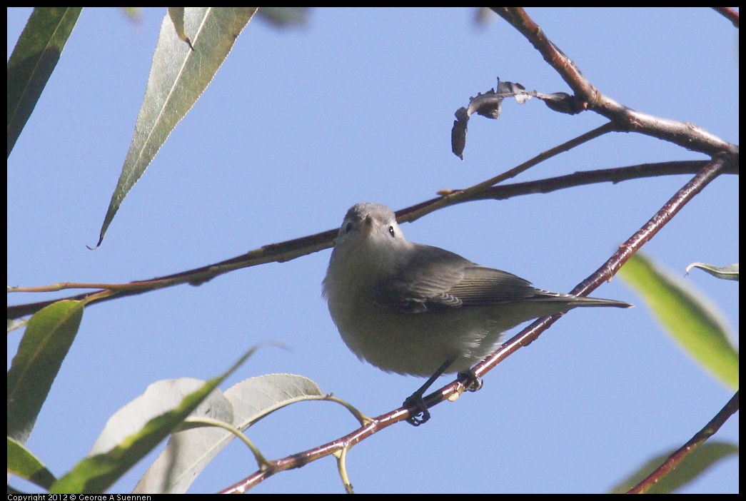 0830-083608-02.jpg - Warbling Vireo