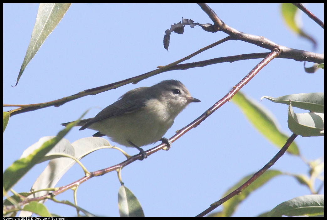 0830-083610-03.jpg - Warbling Vireo