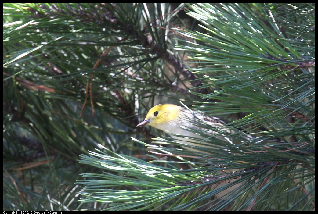 0906-115055-01.jpg - Hermit Warbler