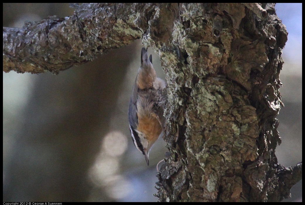 0906-120943-05.jpg - Red-breasted Nuthatch