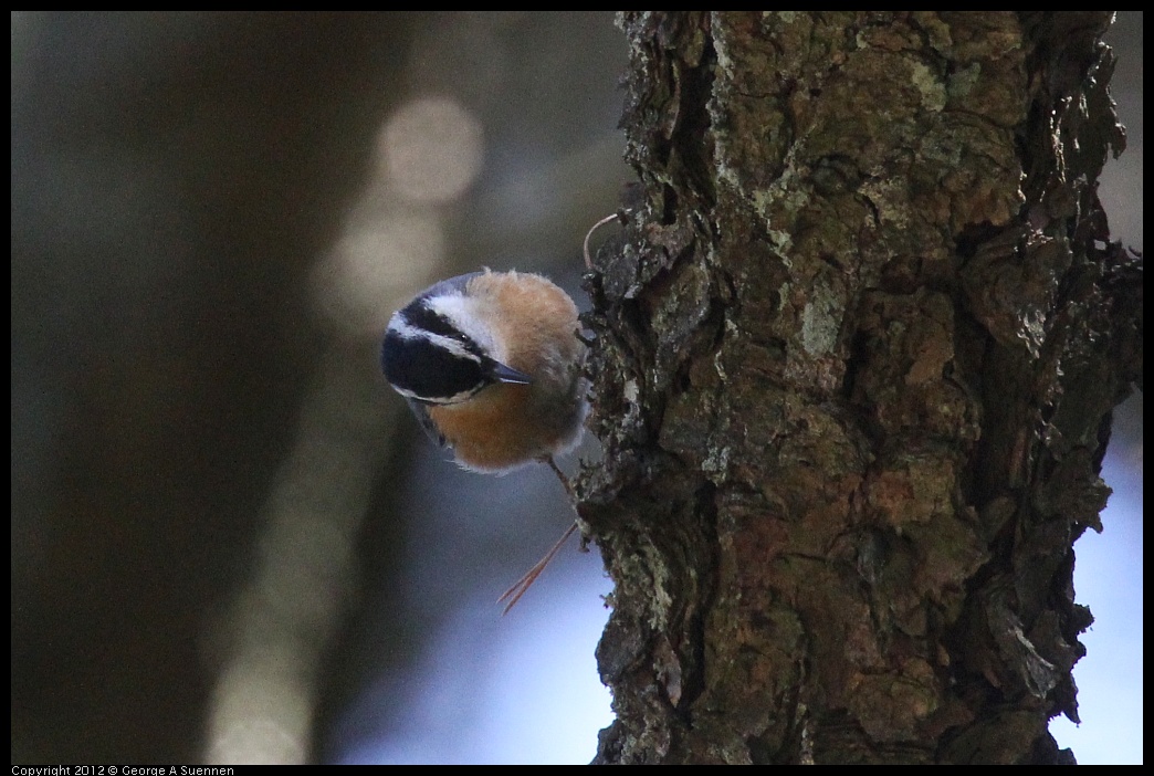 0906-120958-02.jpg - Red-breasted Nuthatch