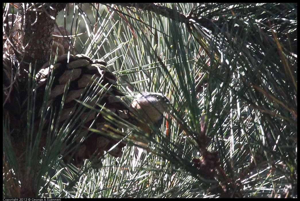 0906-121323-05.jpg - Red-breasted Nuthatch