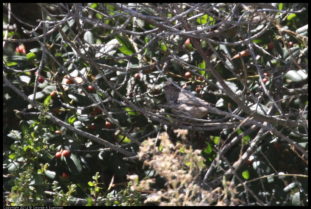 0906-123153-01.jpg - Towhee Juvenile (?)