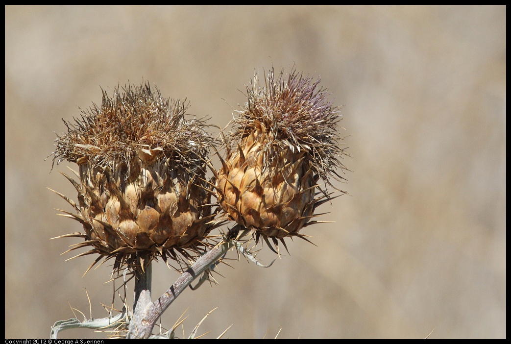 0906-124156-01.jpg - Thistle