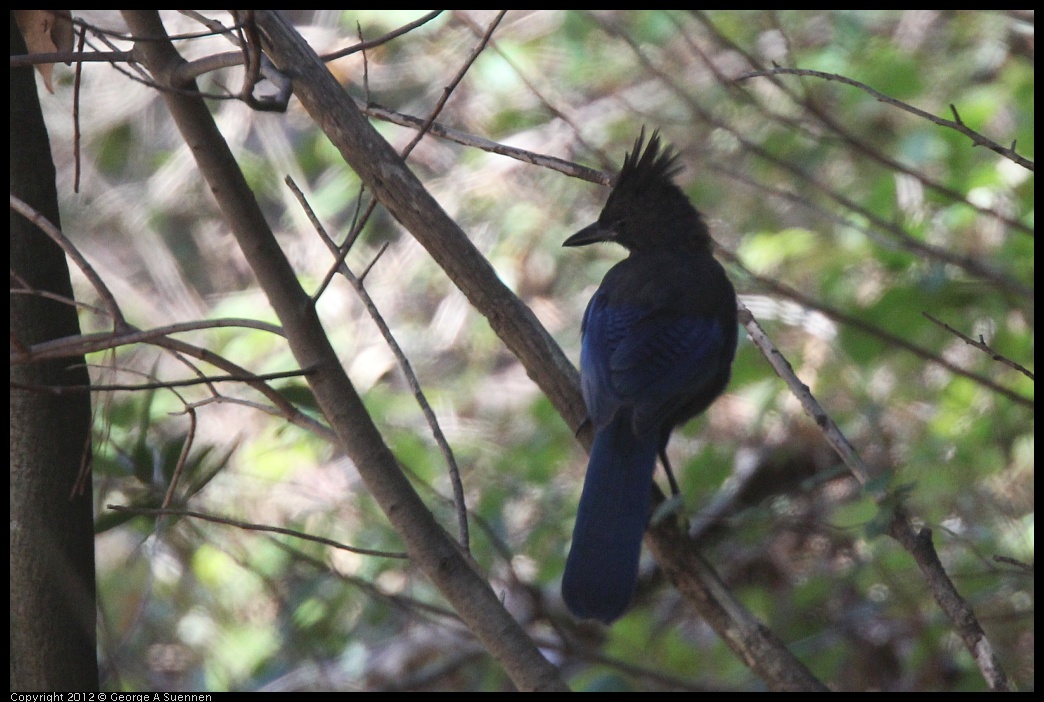 0906-125733-02.jpg - Stellar Jay