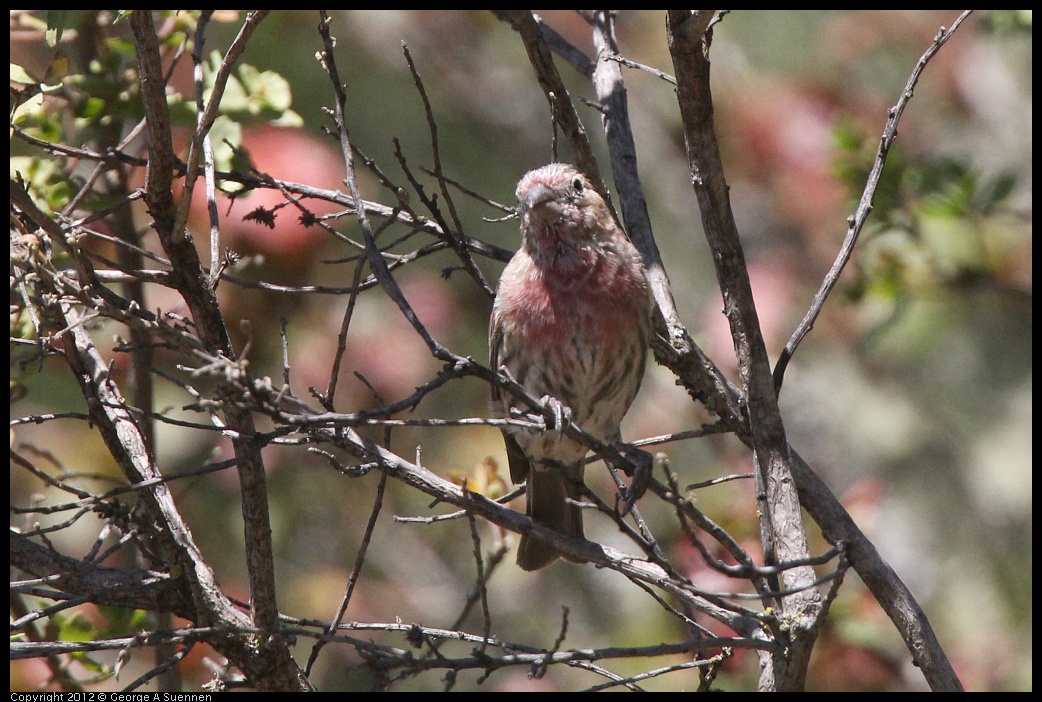 0906-130232-04.jpg - House Finch