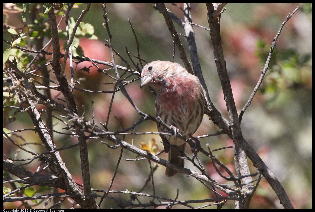 0906-130234-02.jpg - House Finch