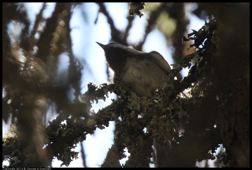 0906-130635-01.jpg - Chestnut-backed Chickadee