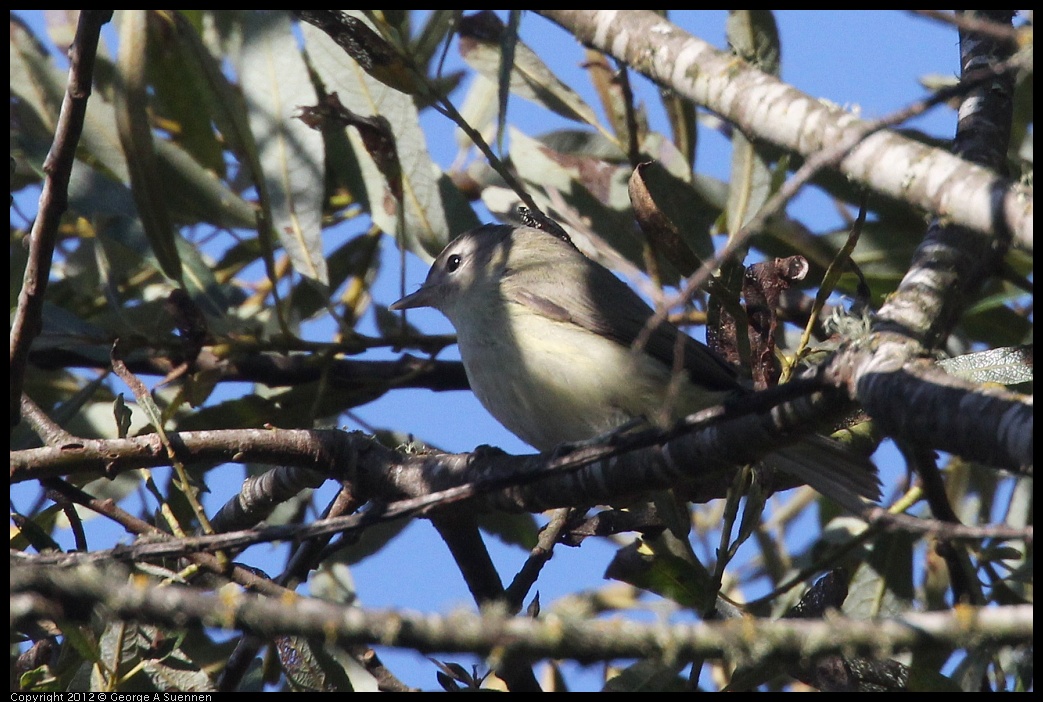 0907-075221-02.jpg - Warbling Vireo