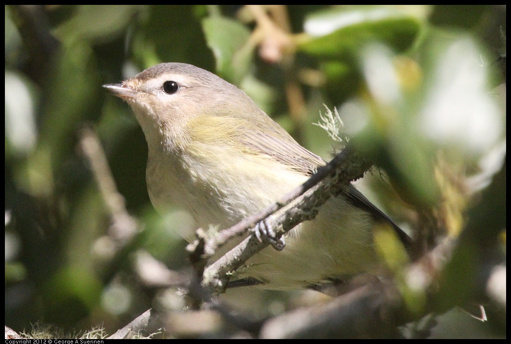 0907-081858-02.jpg - Warbling Vireo 