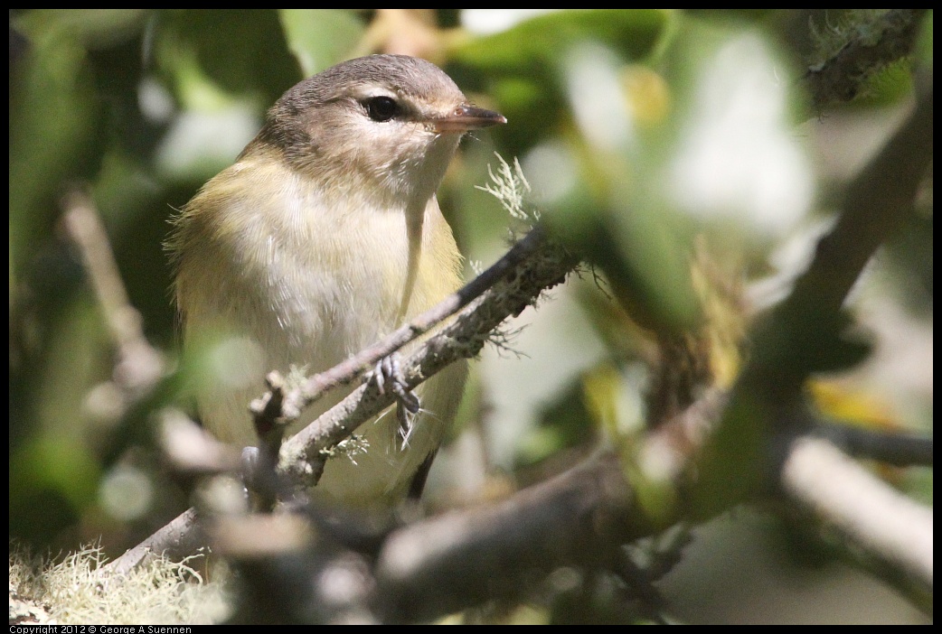 0907-081858-05.jpg - Warbling Vireo