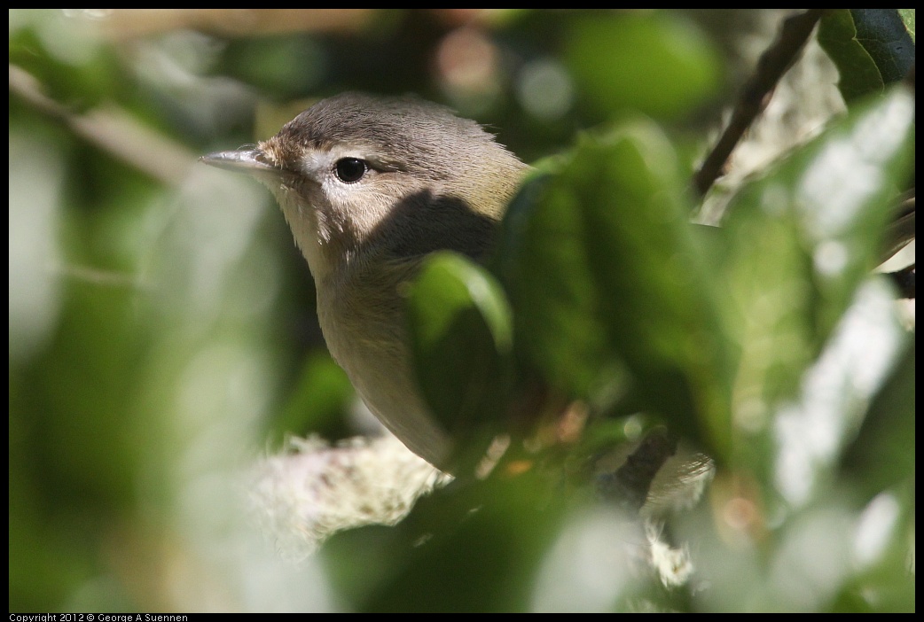 0907-081929-03.jpg - Warbling Vireo