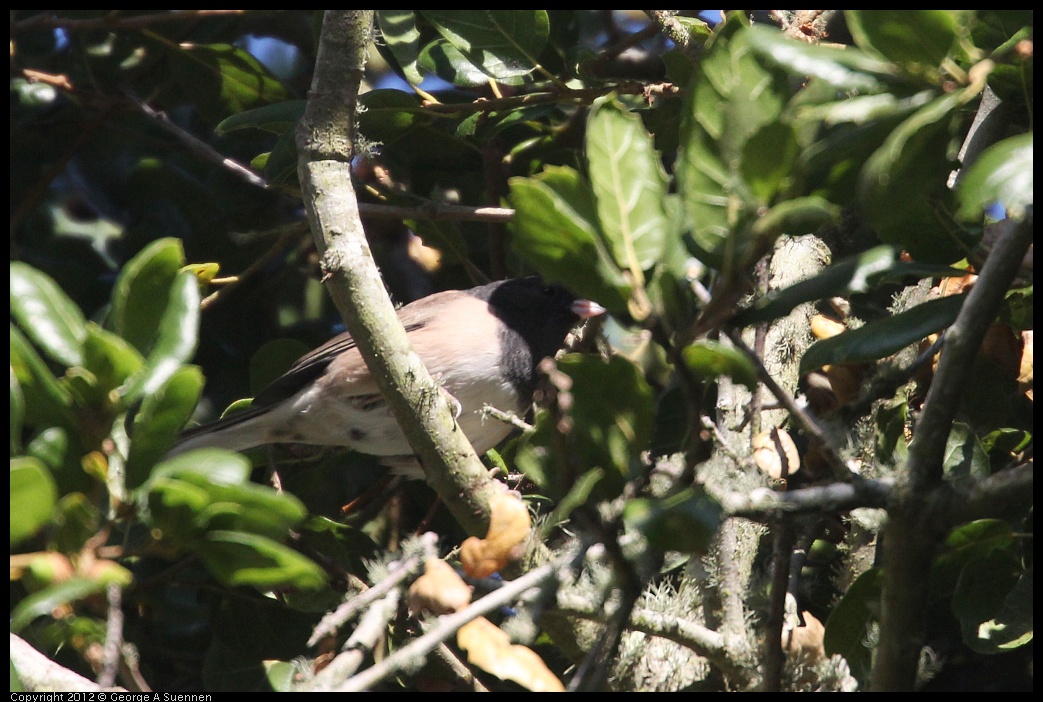 0907-082216-01.jpg - Dark-eyed Junco