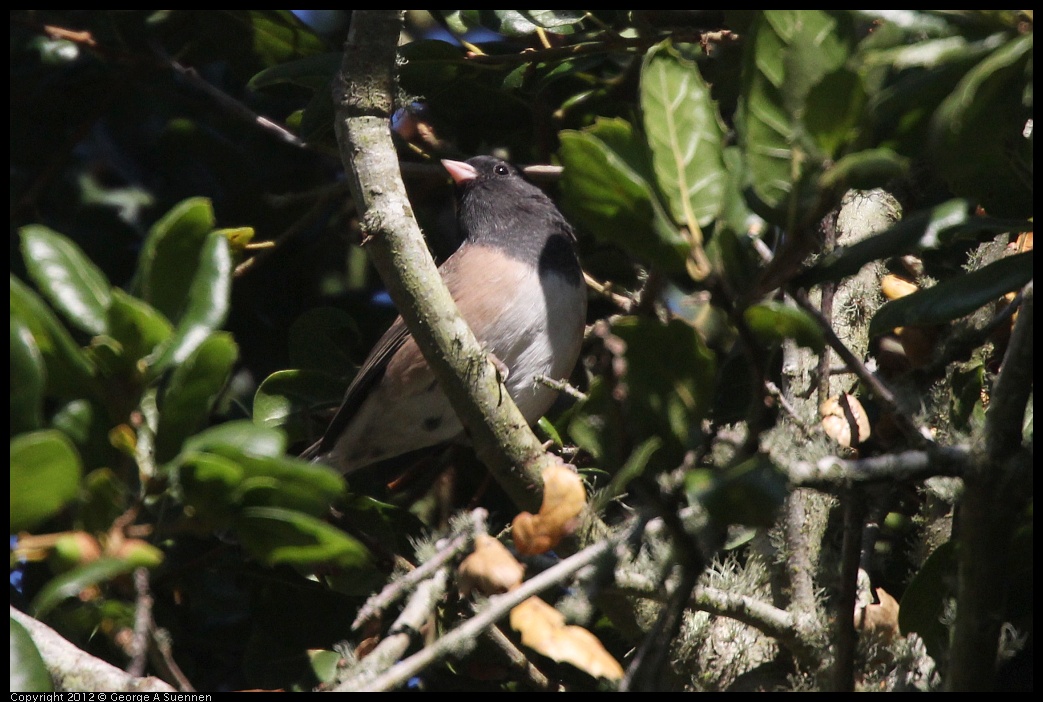 0907-082220-01.jpg - Dark-eyed Junco