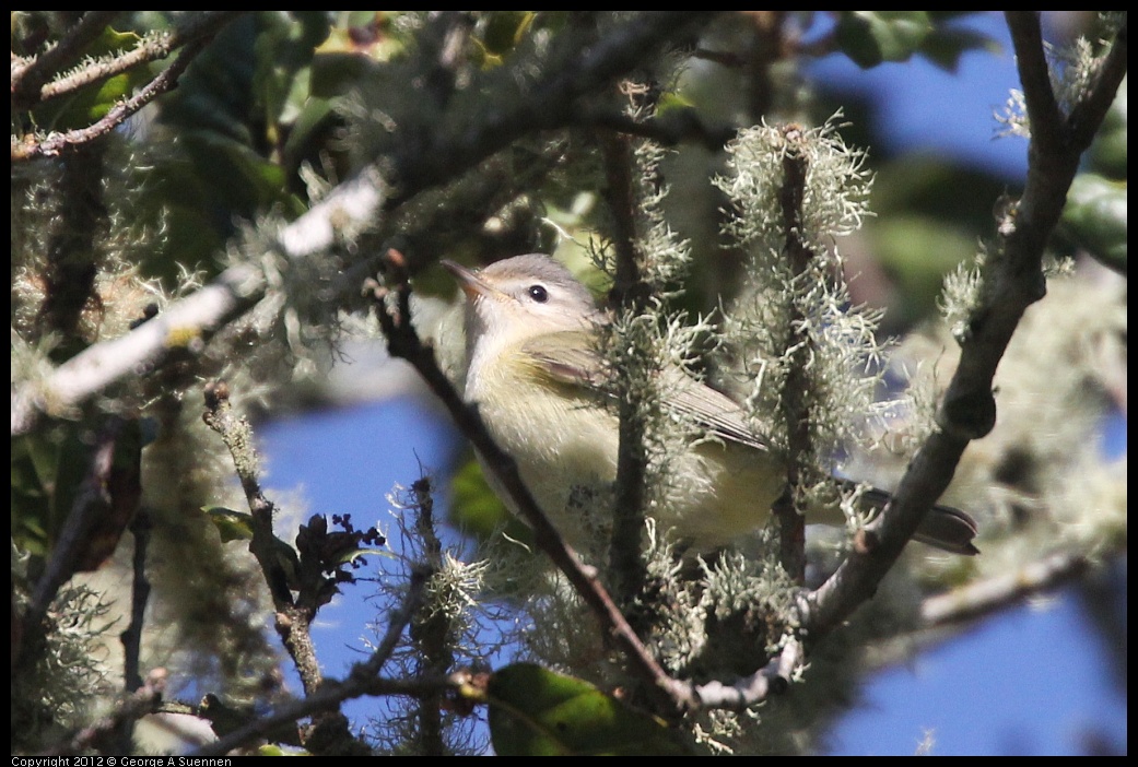 0907-082249-03.jpg - Warbling Vireo