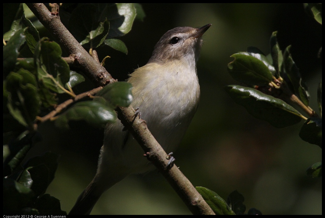 0907-082421-01.jpg - Warbling Vireo