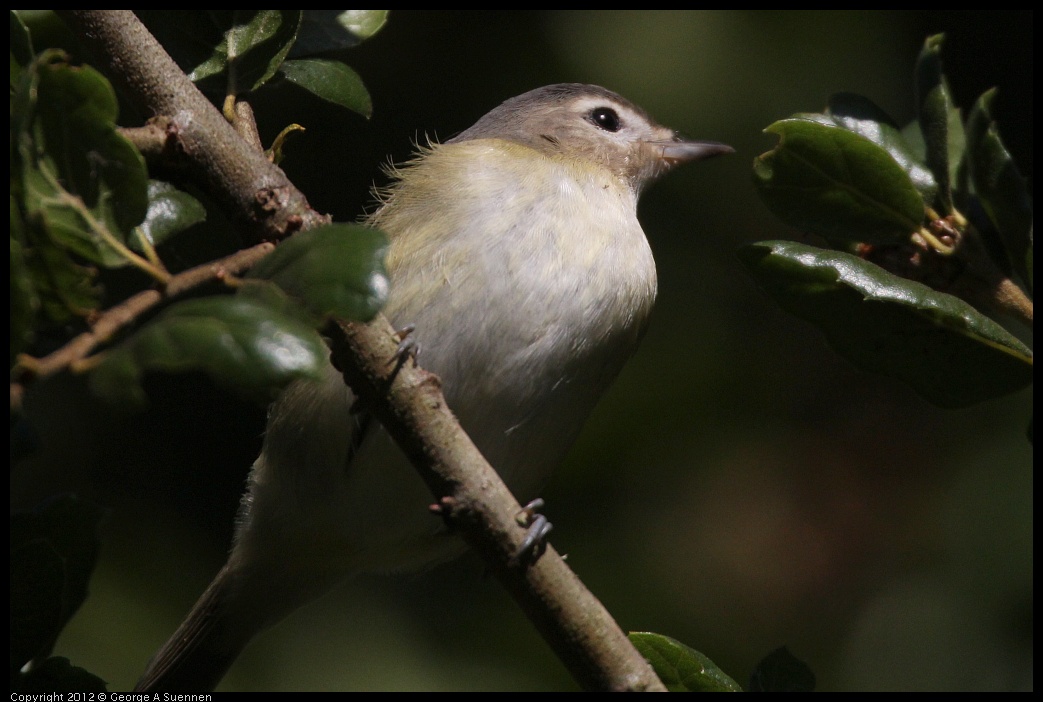 0907-082421-02.jpg - Warbling Vireo