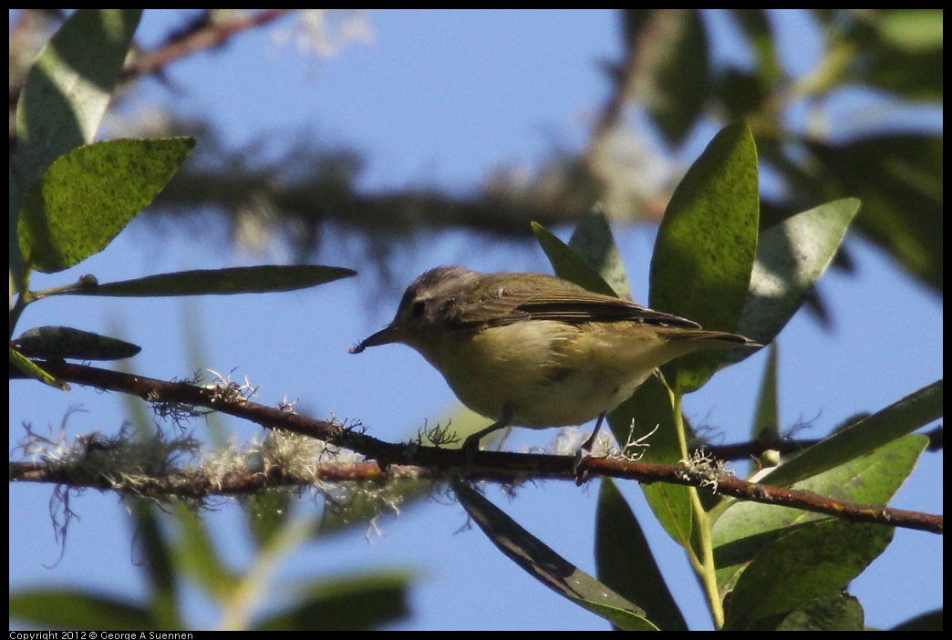 0907-083110-01.jpg - Warbling Vireo