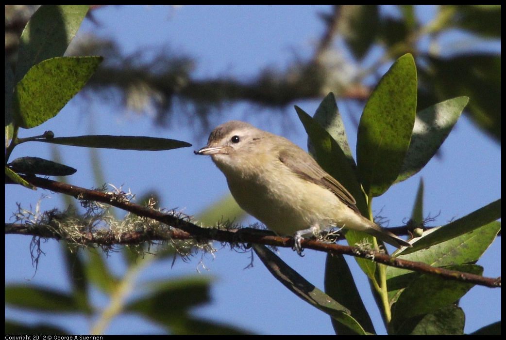 0907-083113-01.jpg - Warbling Vireo