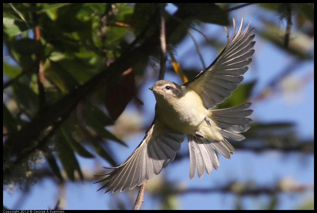 0907-083114-03.jpg - Warbling Vireo