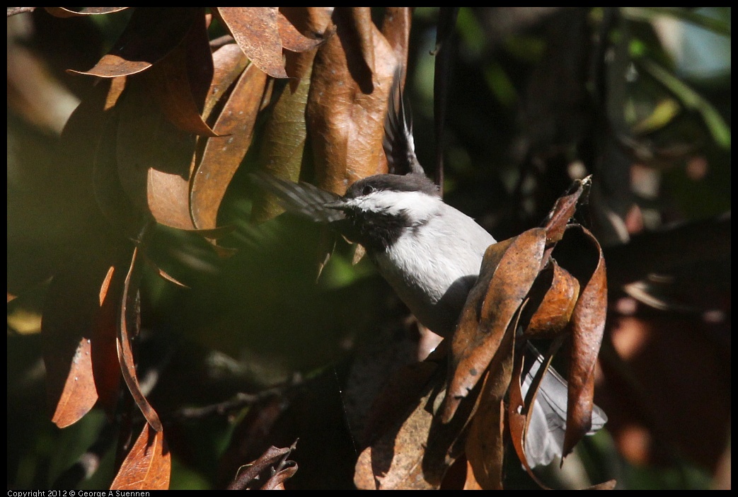 0907-083147-05.jpg - Chestnut-backed Chickadee