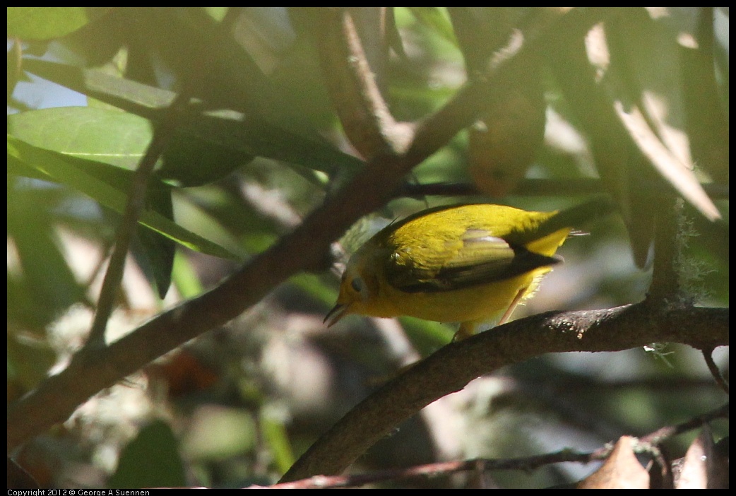 0907-083156-02.jpg - Wilson's Warbler