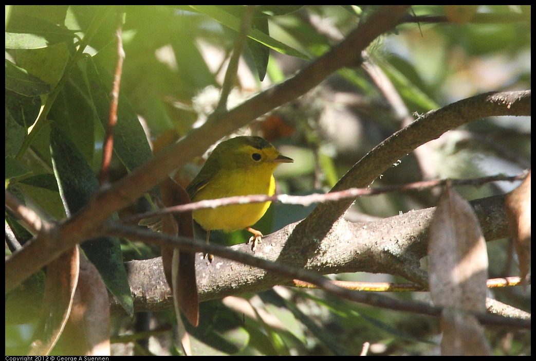 0907-083158-02.jpg - Wilson's Warbler