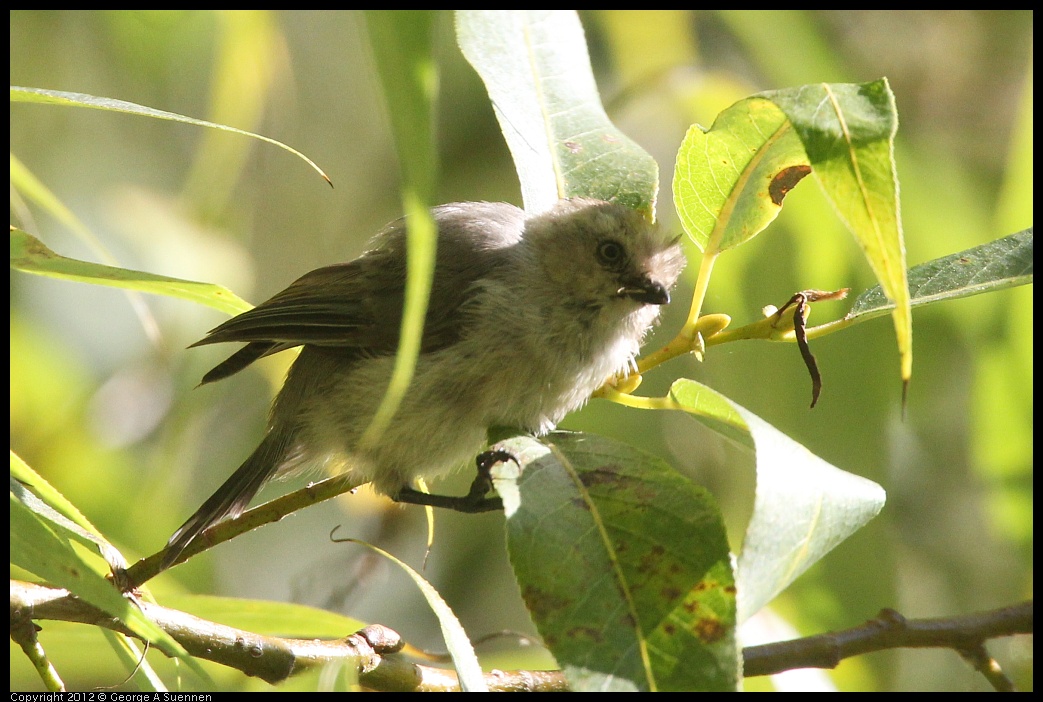 0907-083343-02.jpg - Bushtit