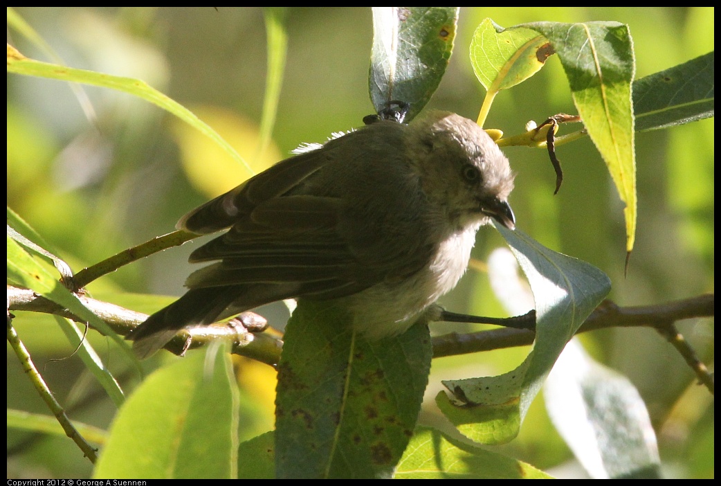 0907-083348-02.jpg - Bushtit