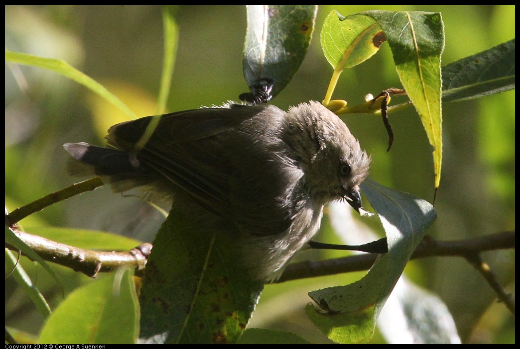 0907-083350-01.jpg - Bushtit