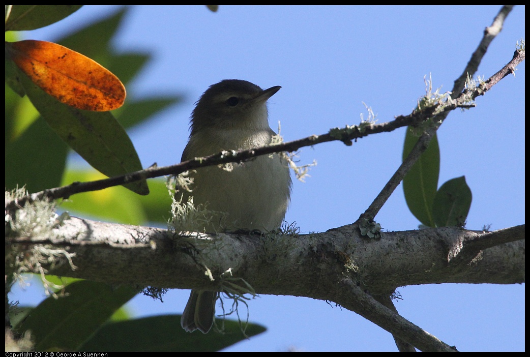 0907-083445-02.jpg - Warbling Vireo