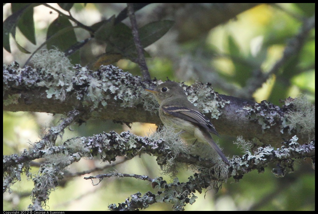 0907-084057-04.jpg - Pacific-slope Flycatcher (?)