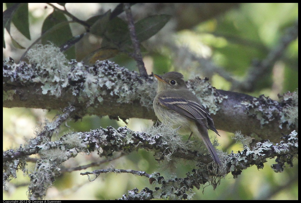 0907-084058-04.jpg - Pacific-slope Flycatcher (?)