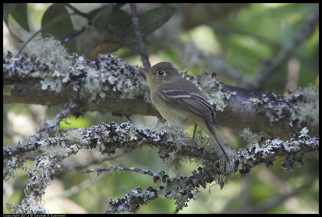 0907-084105-01.jpg - Pacific-slope Flycatcher (?)