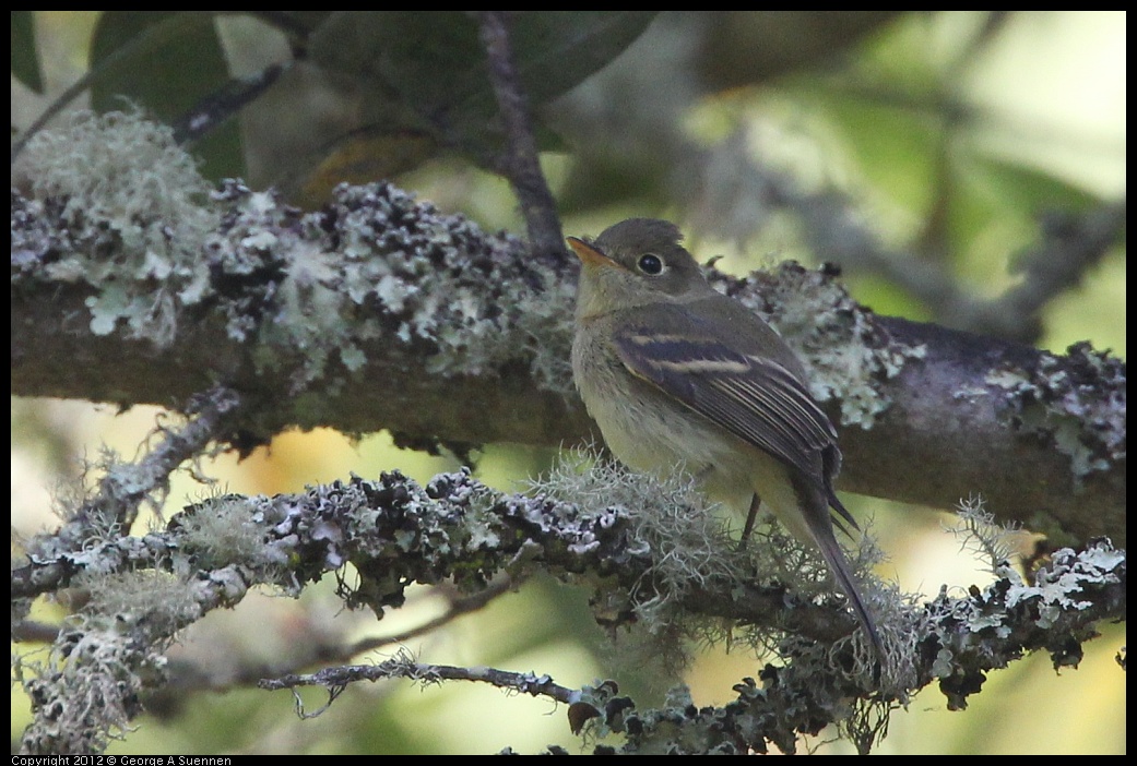 0907-084112-01.jpg - Pacific-slope Flycatcher (?)