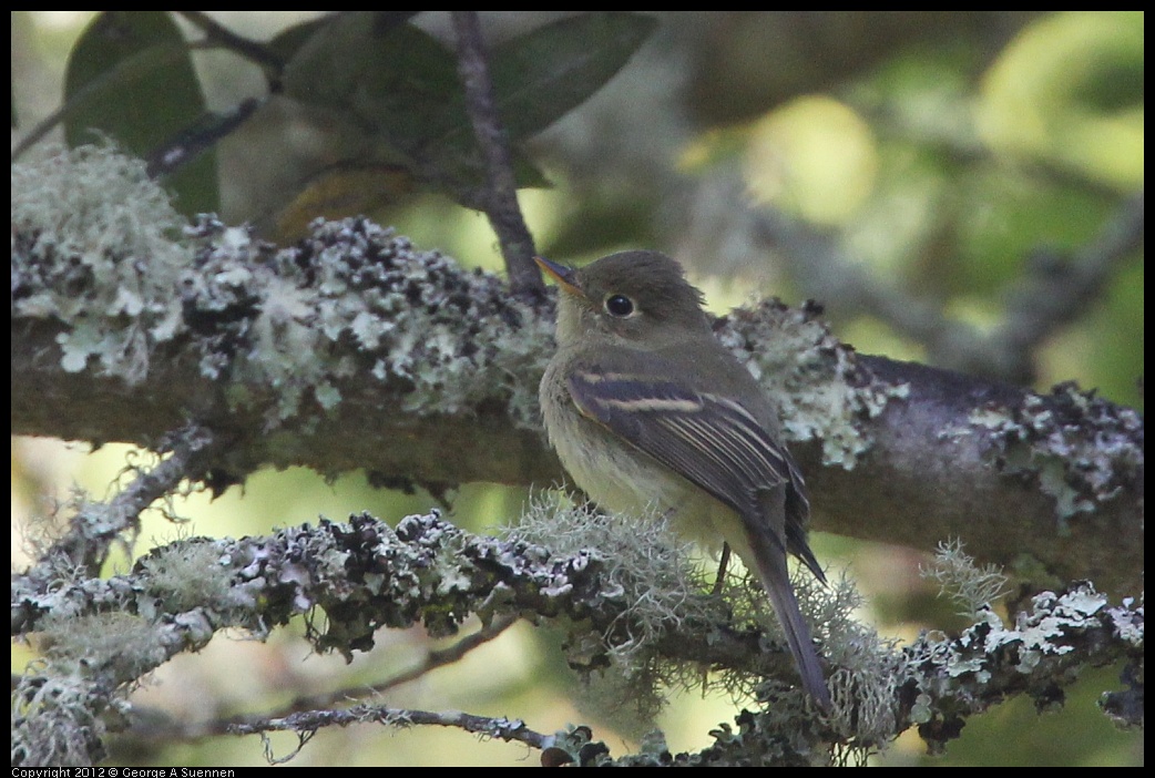 0907-084116-04.jpg - Pacific-slope Flycatcher (?)