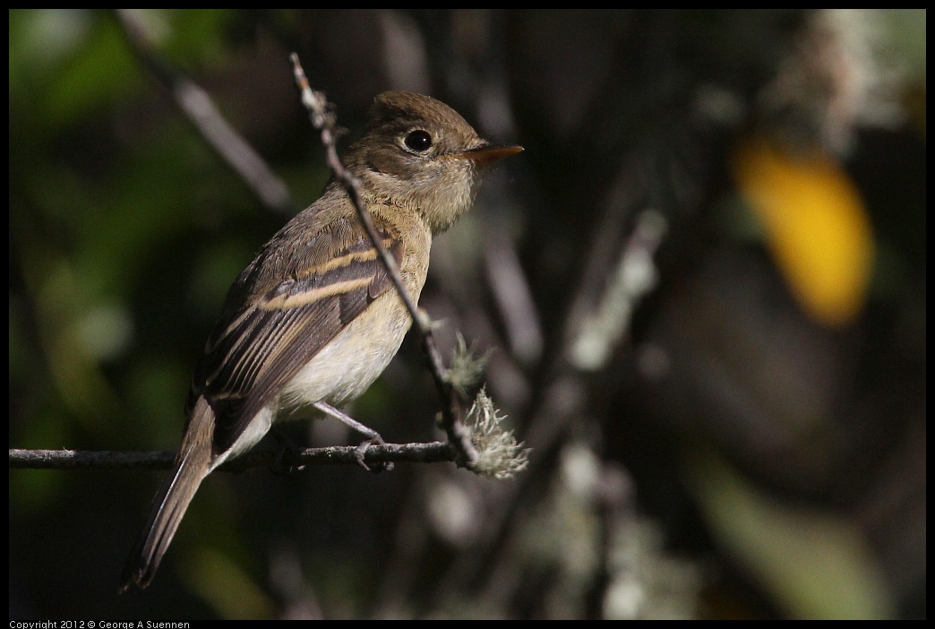 0907-084522-02.jpg - Pacific-slope Flycatcher (?)