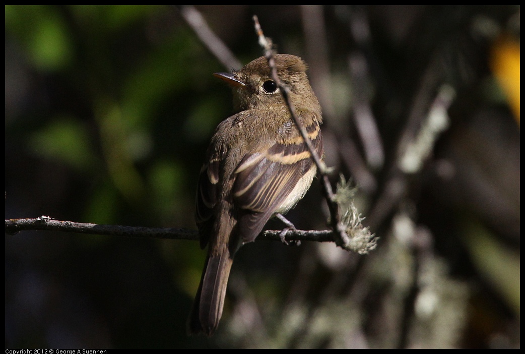 0907-084529-01.jpg - Pacific-slope Flycatcher (?)