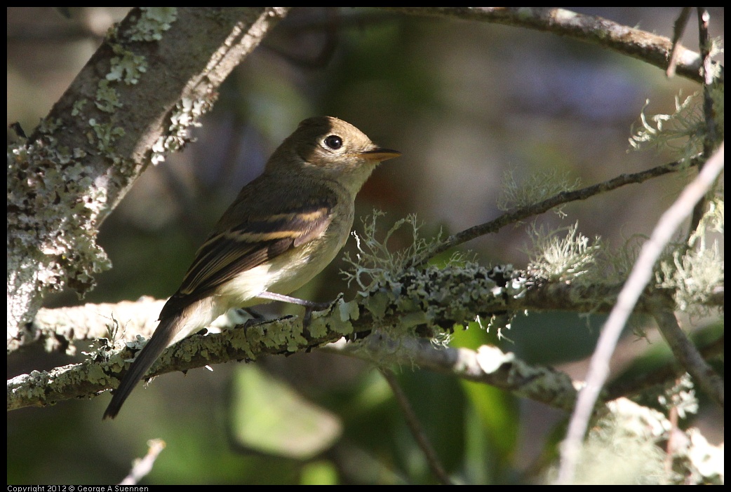 0907-084536-01.jpg - Pacific-slope Flycatcher (?)