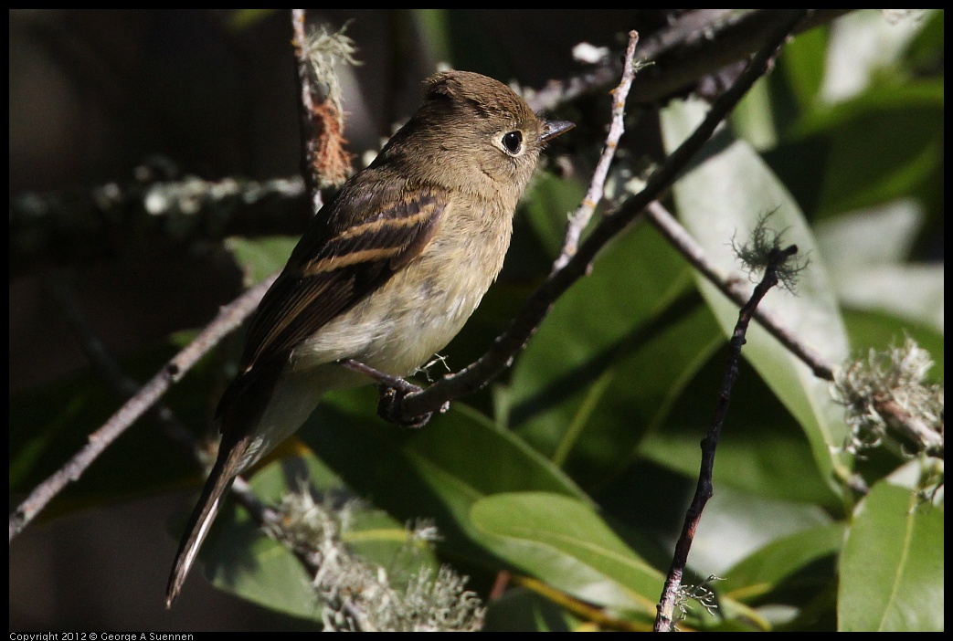 0907-084538-01.jpg - Pacific-slope Flycatcher (?)