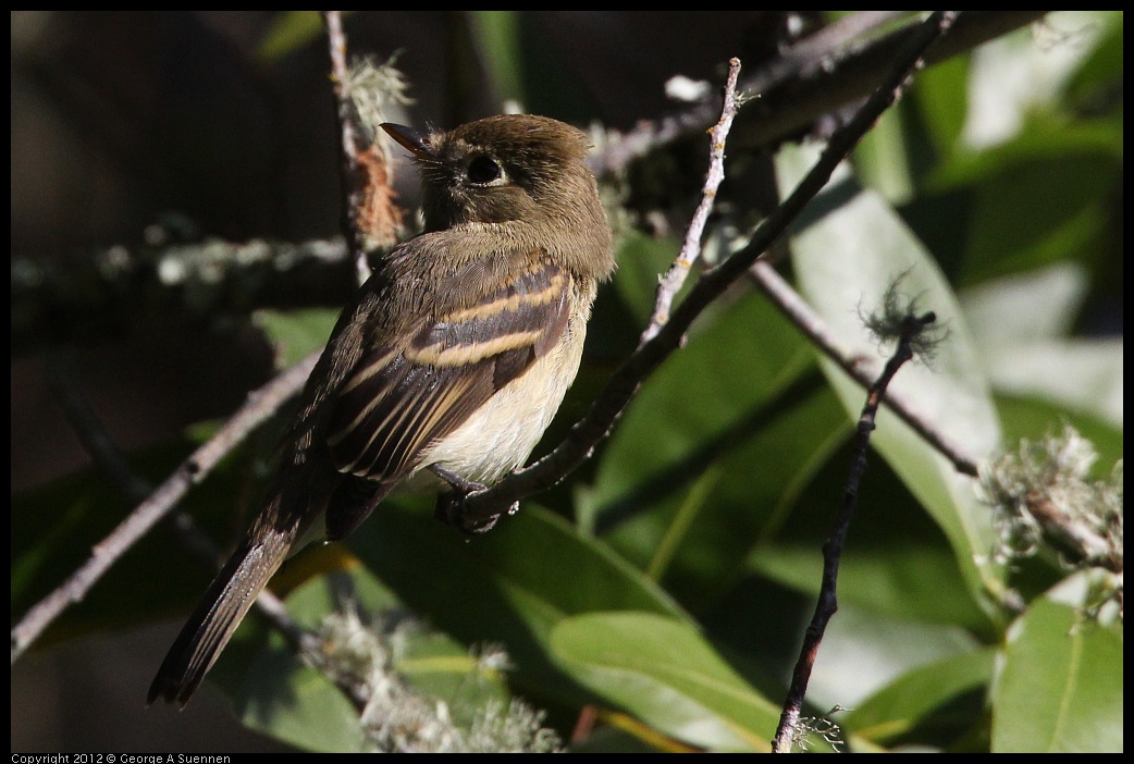 0907-084542-01.jpg - Pacific-slope Flycatcher (?)