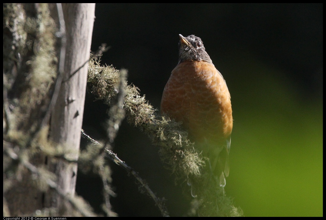 0907-084559-01.jpg - American Robin