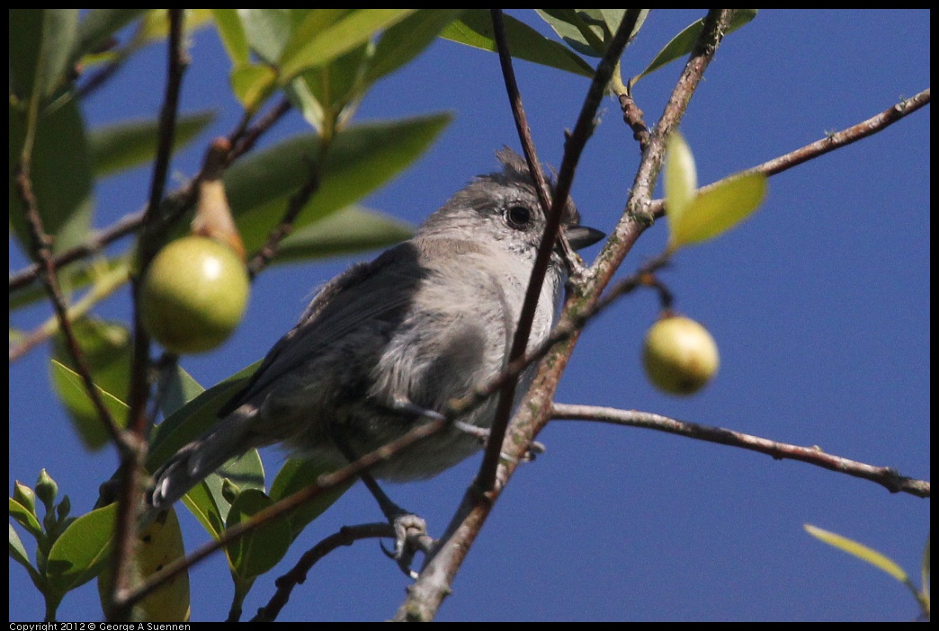 0907-084615-05.jpg - Oak Titmouse